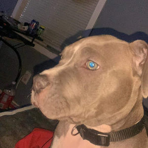 Meet your Posher, Hunter